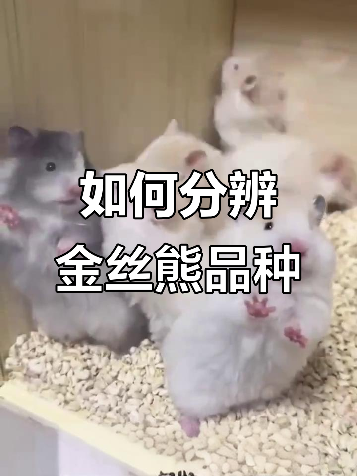 金丝熊品种大揭秘,如何辨别不同色系和特征
