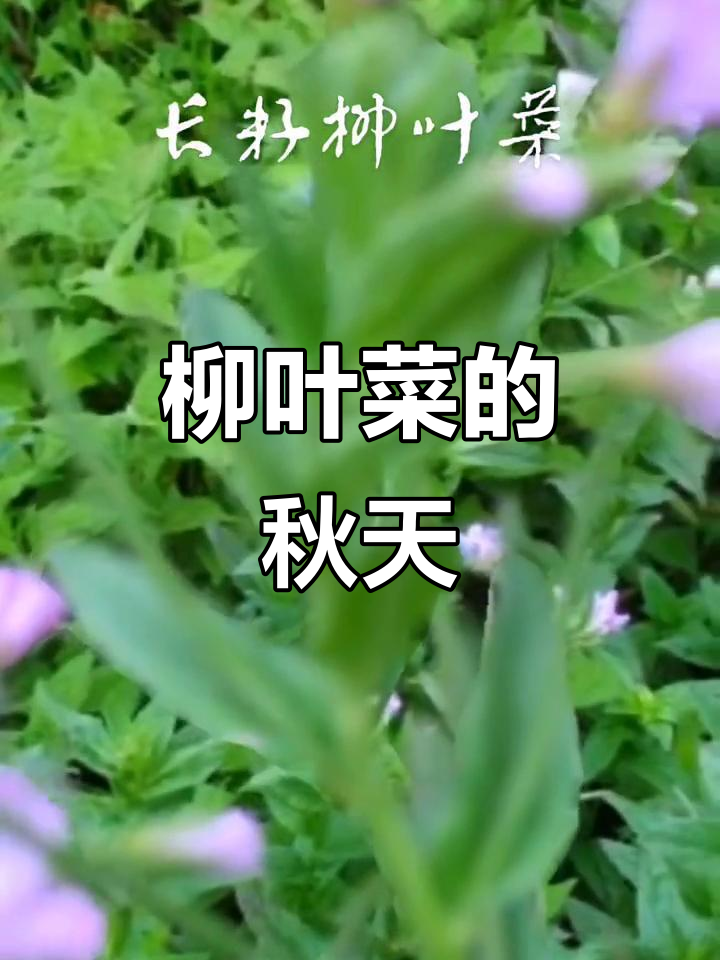 9月长籽柳叶菜,粉红至紫花瓣,秋季开花药用高