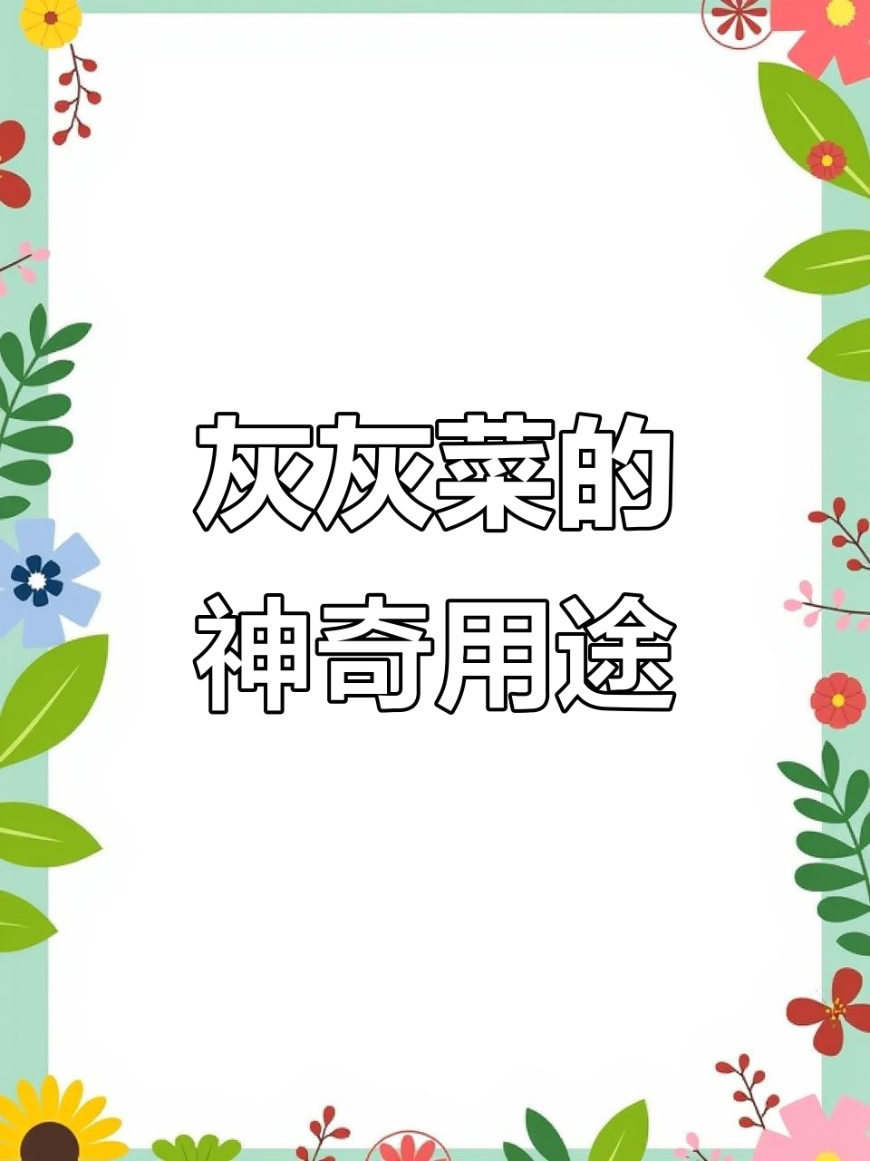 灰灰菜:晒干烧成灰,生活妙用大揭秘