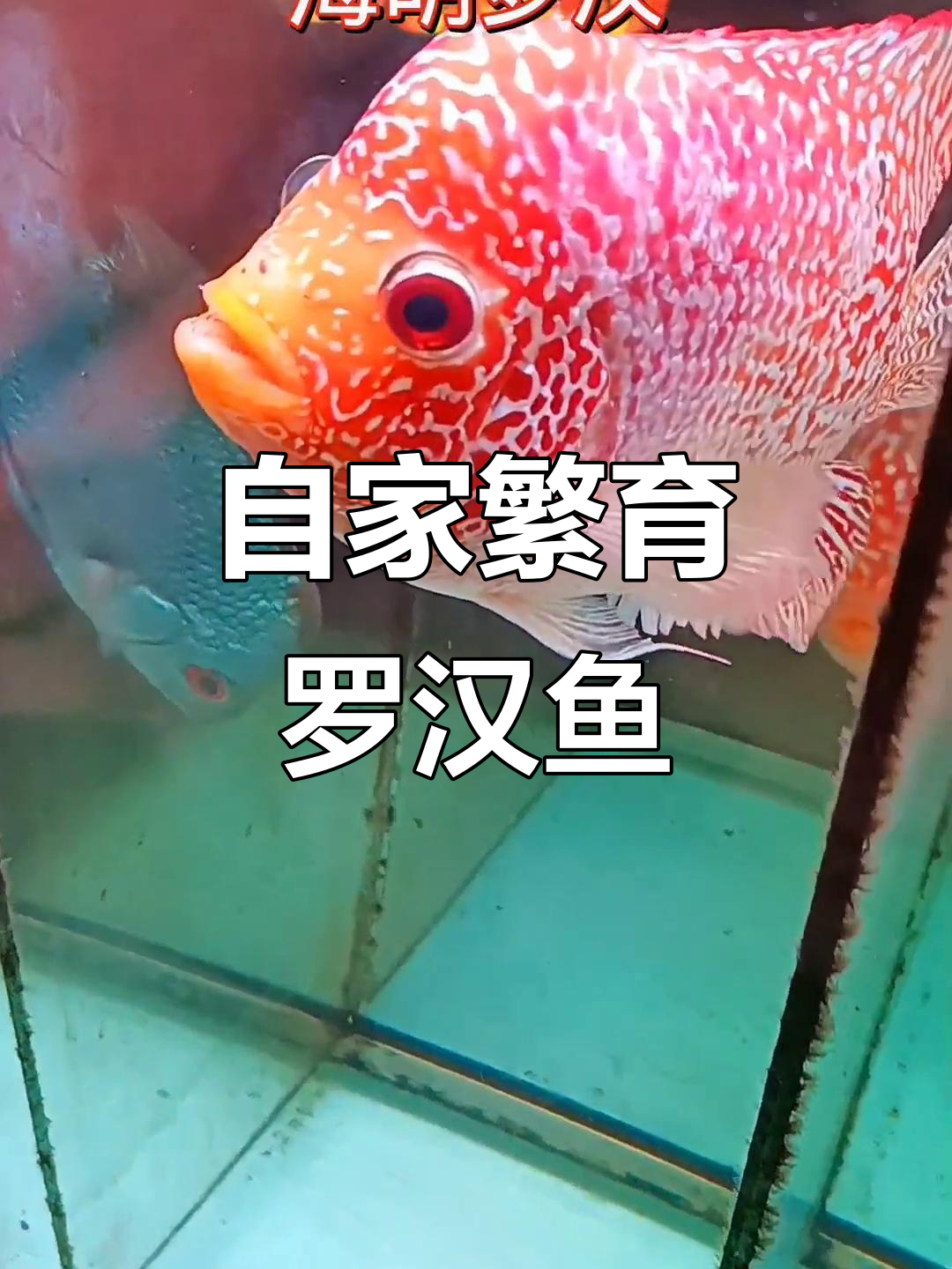 罗汉鱼繁殖揭秘：这些幻彩小鱼如何成长