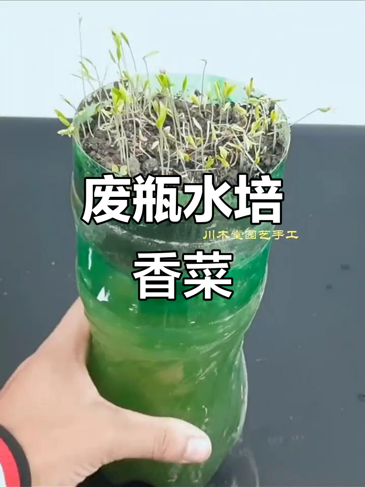 用废旧饮料瓶水培香菜,简单又环保