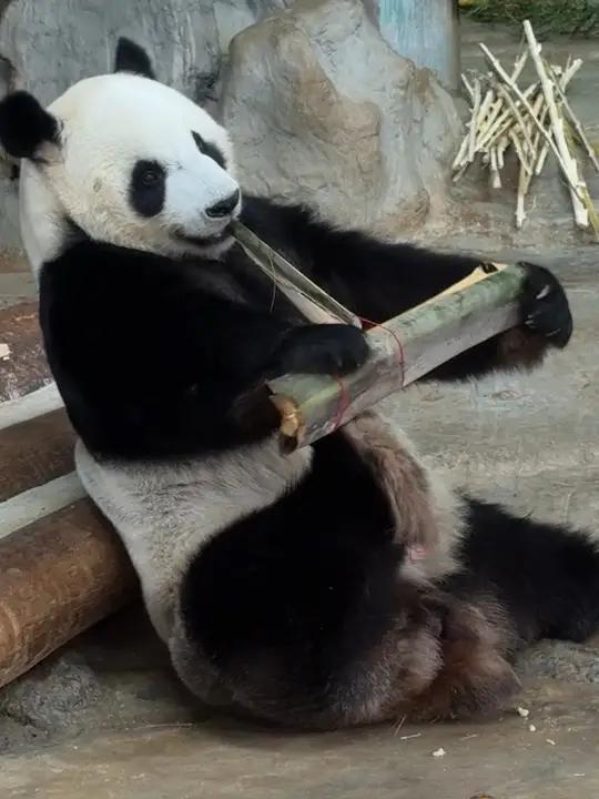 小企鹅舜舜扒粽子手脚并用的样子好可爱哦哈哈#大熊猫可爱大熊猫舜舜