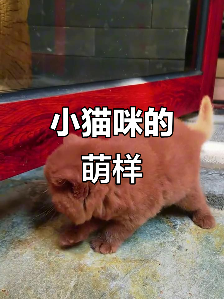 肉桂色英短萌态十足,像个小宝宝一样可爱