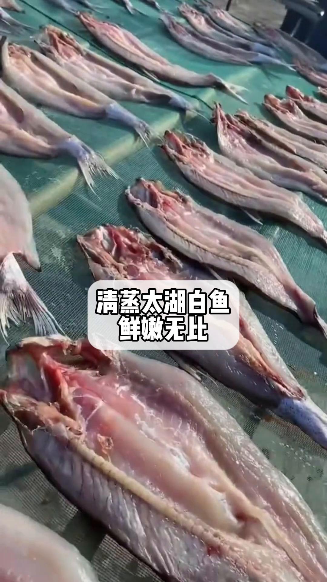 清蒸太湖白鱼,鲜嫩无比