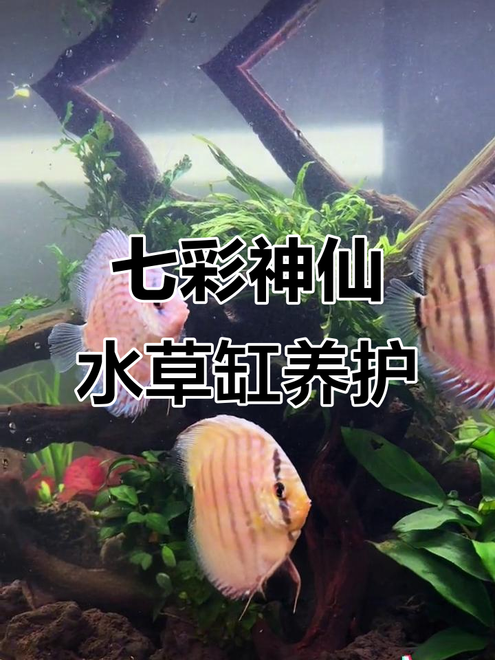 水草缸里的七彩神仙,养护技巧全揭秘