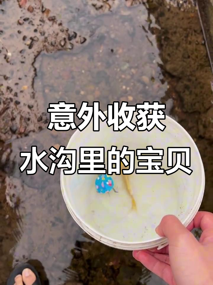水沟里发现金色鱼、卡通乌龟和迷你甲鱼,惊喜连连!