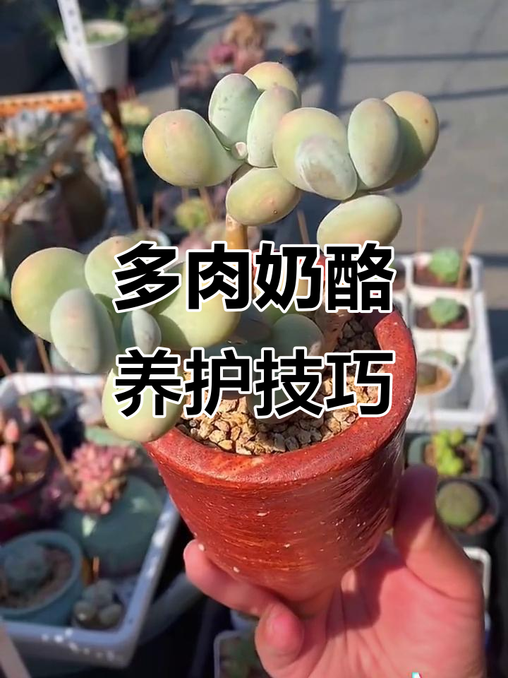 奶酪多肉养护大揭秘,新手必看!