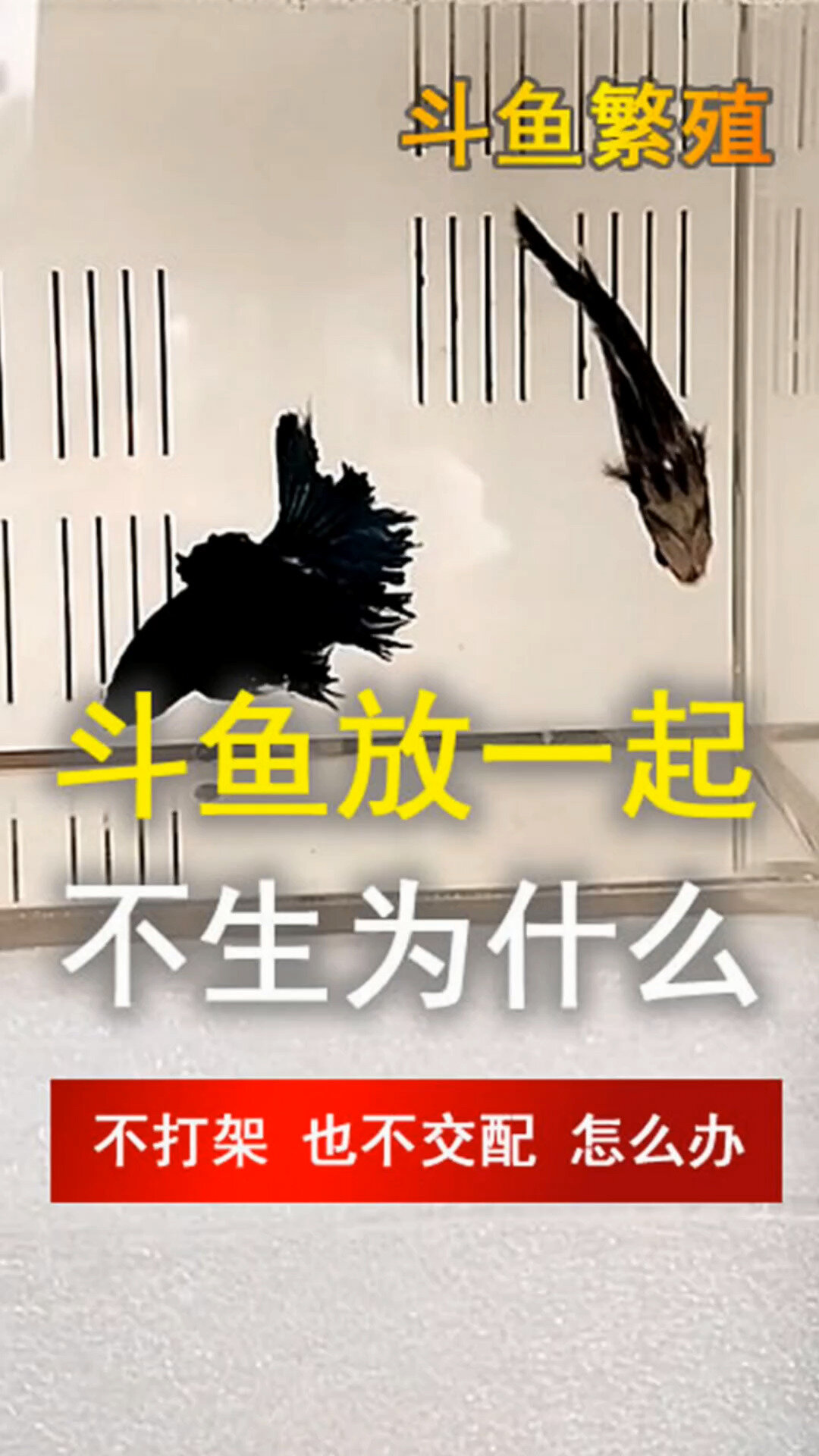 斗鱼繁殖公母放一起,不打架也不生,怎么办