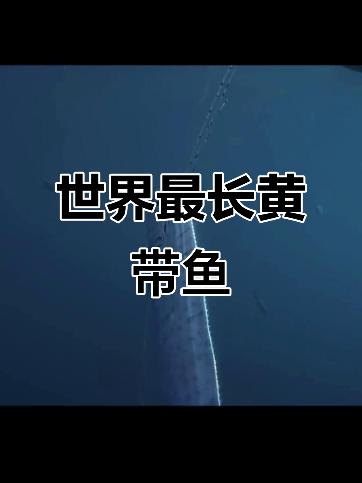 黄带鱼竟是世界上最长的硬骨鱼,长达17米!