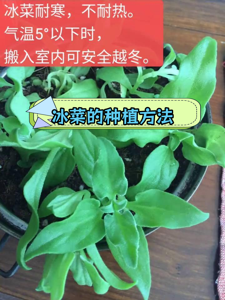 盆栽蔬菜种植全攻略,冰菜轻松种