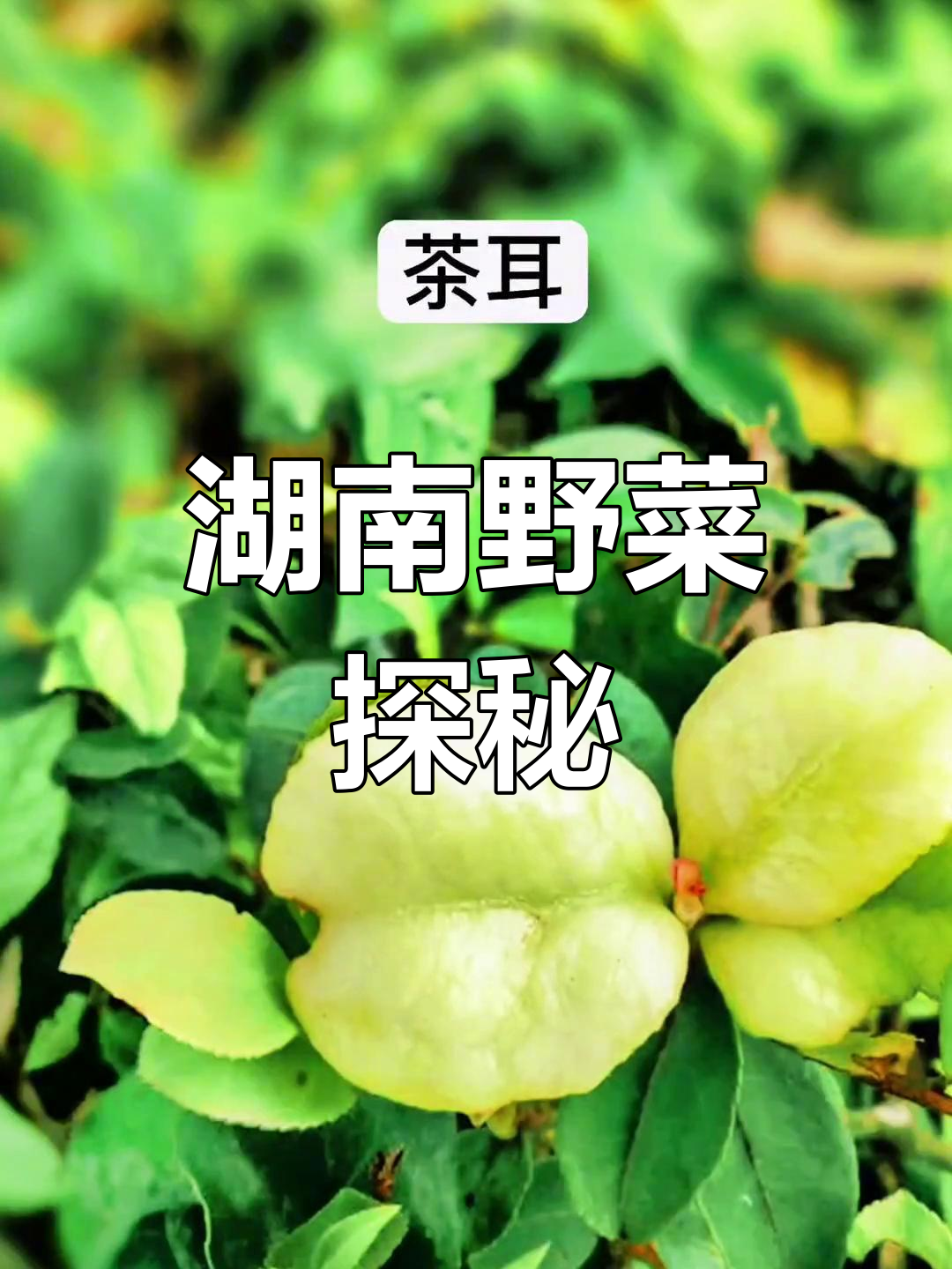 湖南野菜大揭秘,你尝过哪些?快来补充!