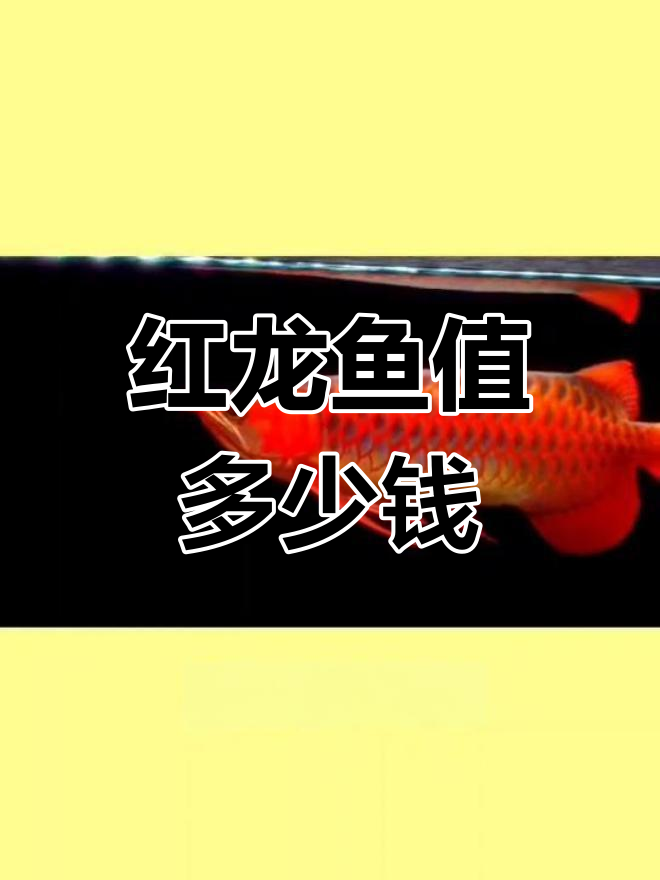 红龙鱼价格揭秘:品种与品质差异大