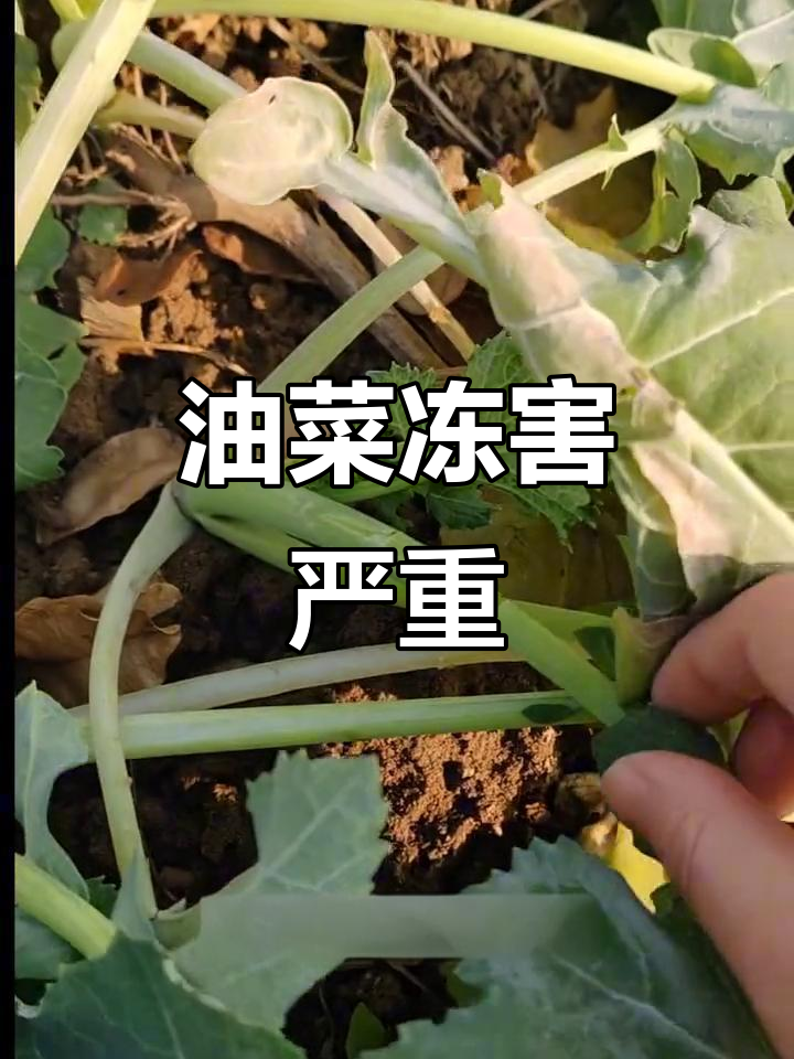 油菜杆被大雪压断,冻害影响产量怎么办?