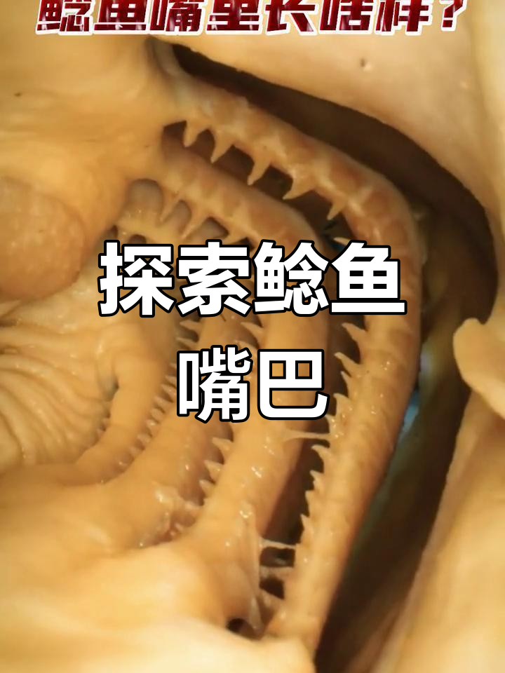 鲶鱼嘴里的秘密