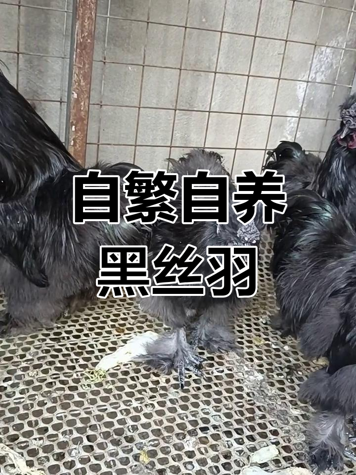 黑凤乌鸡养殖全纪录