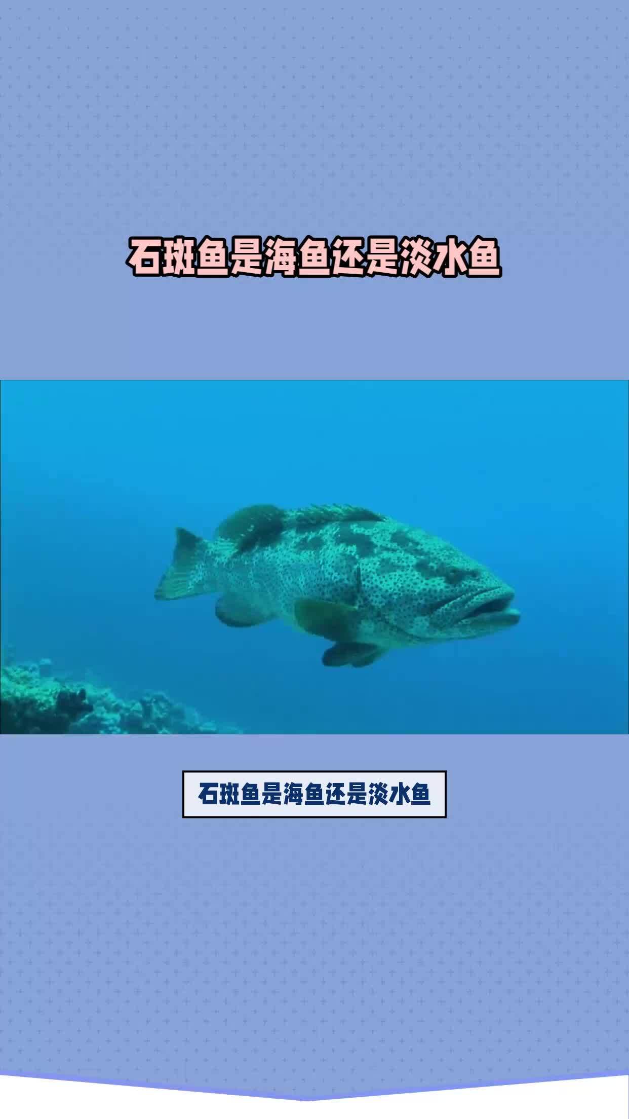 科普一下石斑鱼是海鱼还是淡水鱼