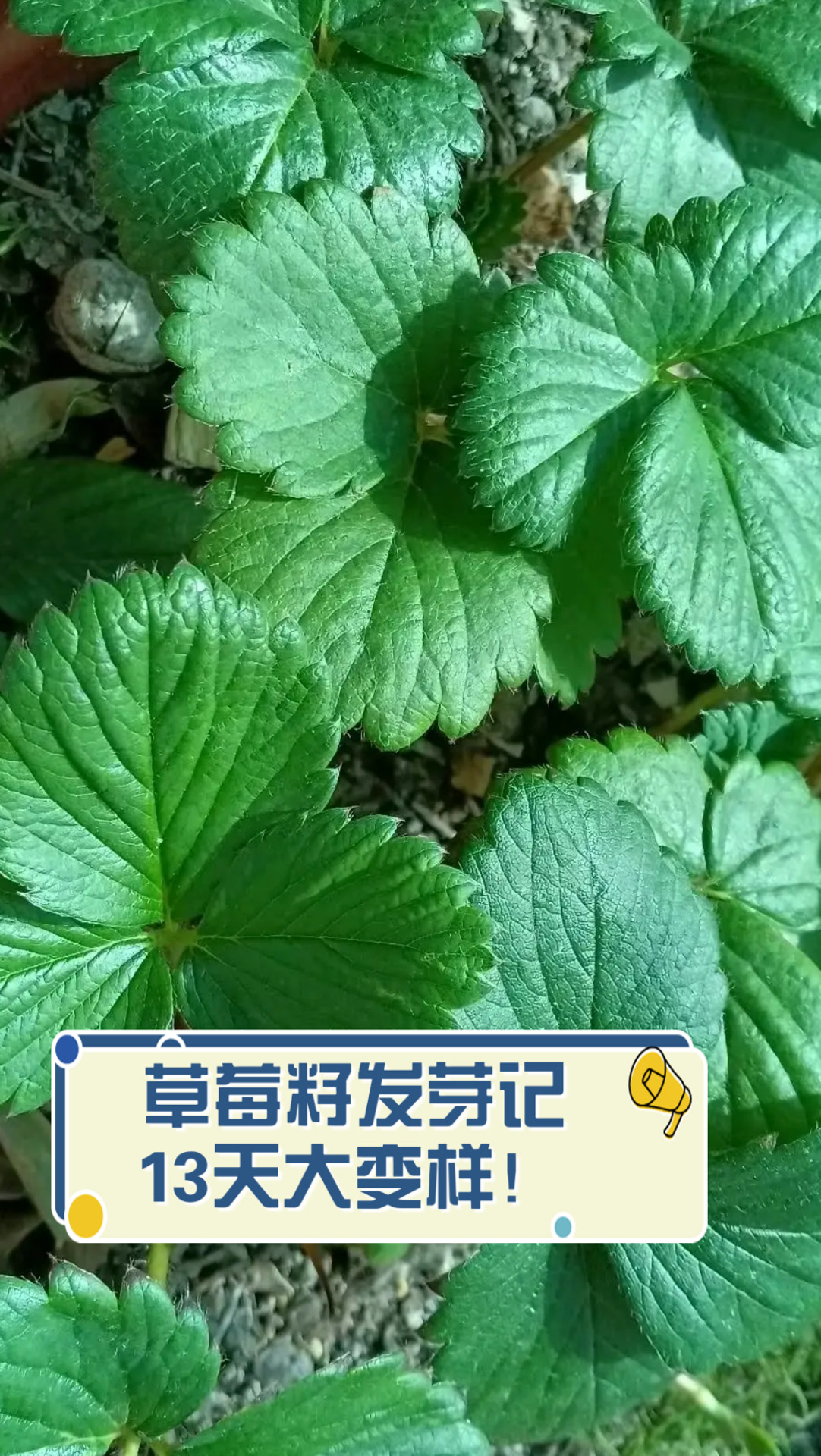 草莓籽发芽记,13天大变样!