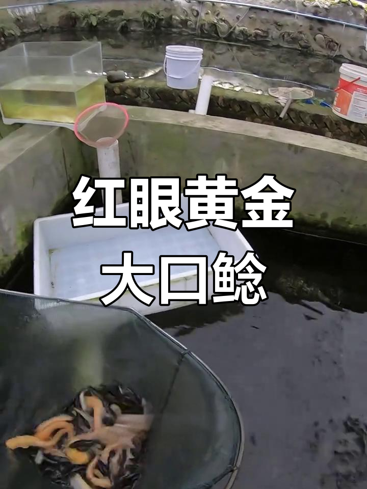 黄金大头鲶鱼选美大赛,红眼怪物的搞笑冒险