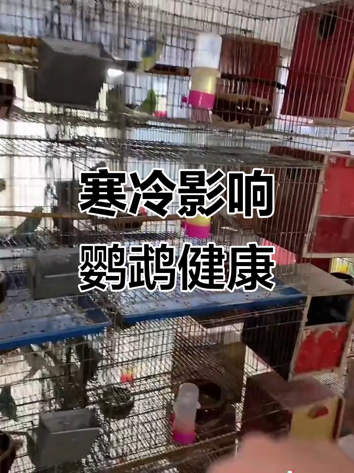 降温后牡丹鹦鹉粪便异常,如何调理?