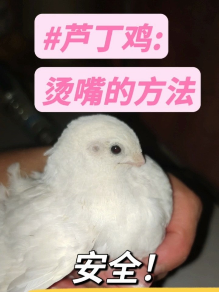 防止芦丁鸡打架——烫嘴方法!