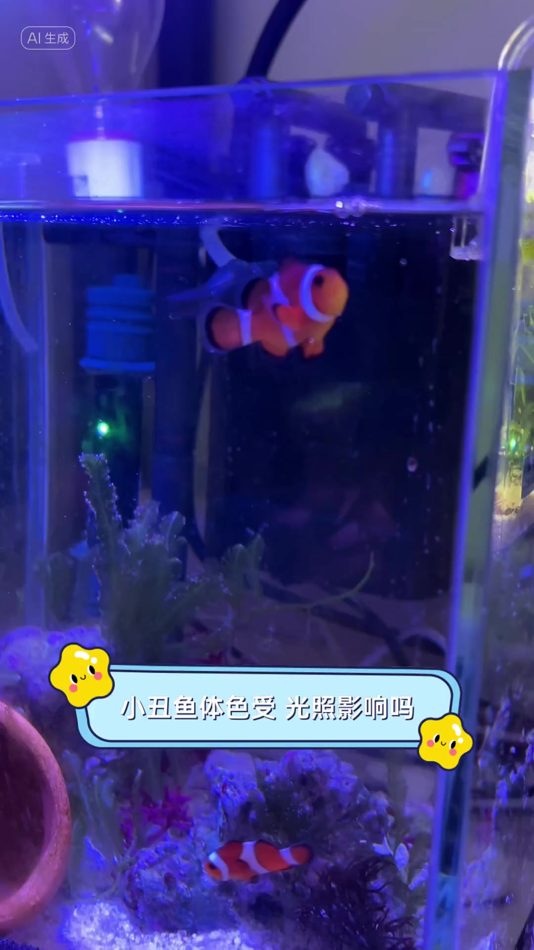 小丑鱼体色受,光照影响吗