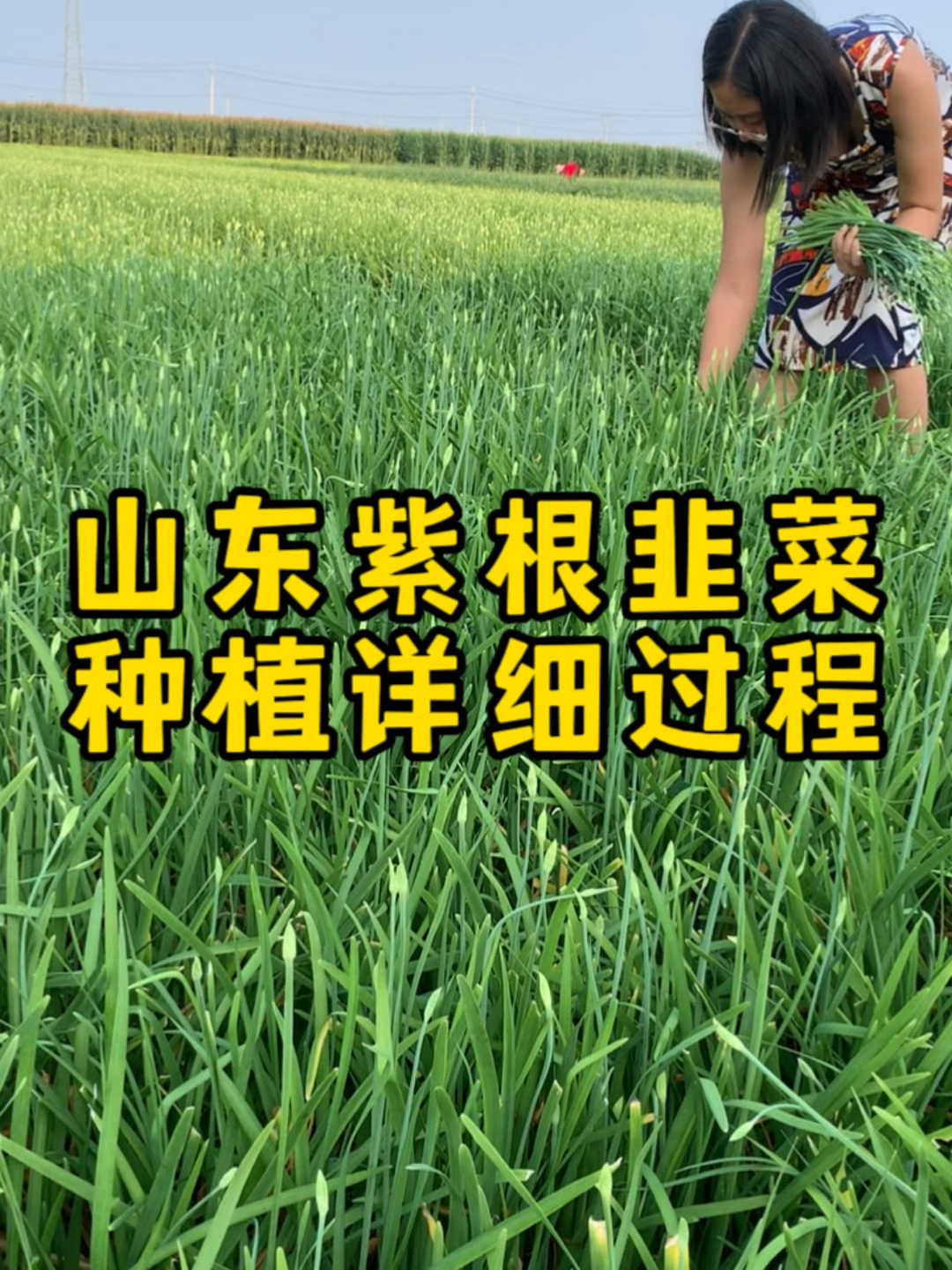 韭菜种植步骤