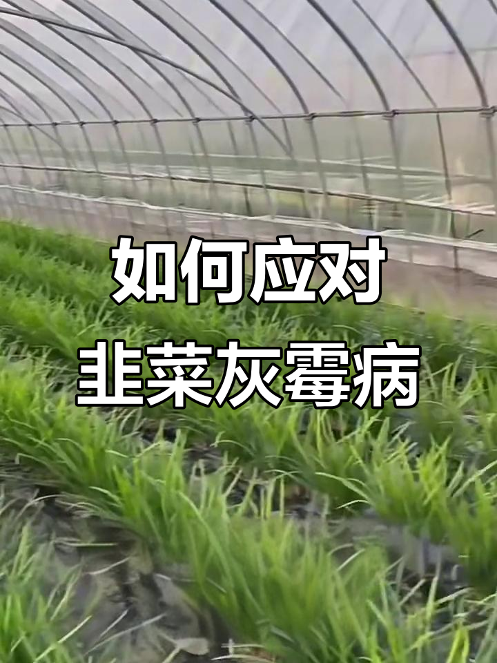 韭菜灰霉病防治全攻略:药剂选择与使用技巧