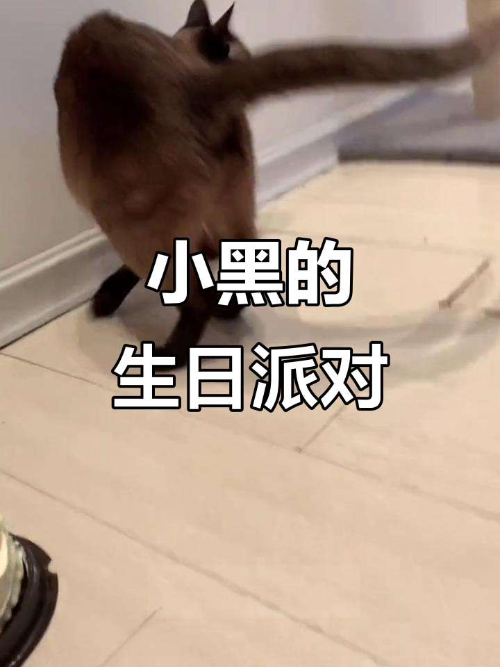 小黑两岁生日,蛋糕和罐头惊喜不断!