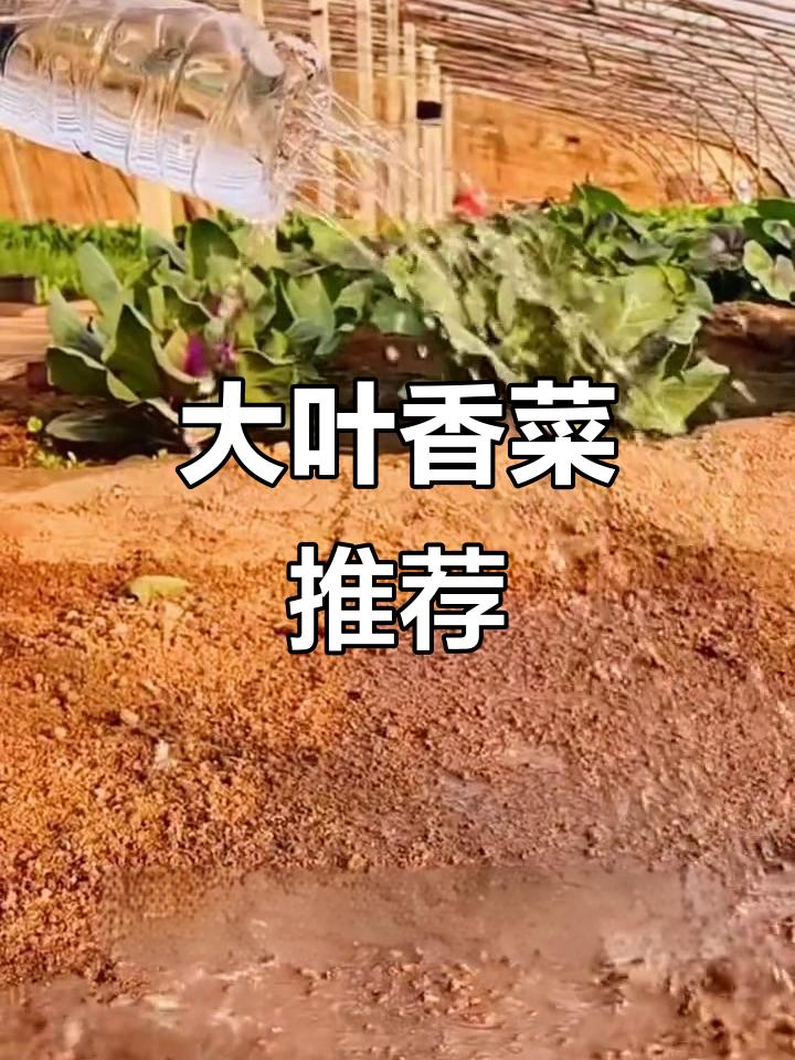 夏季种植香菜,大叶耐热无异味,省心又省钱!