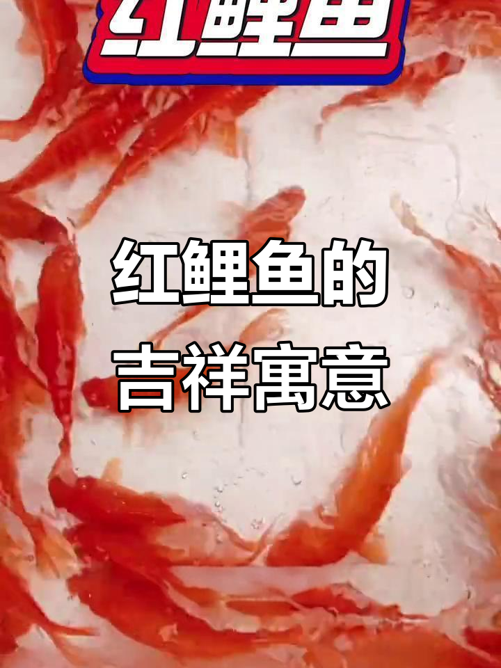 兴国红鲤鱼:观赏与美食两不误,带来好运连连