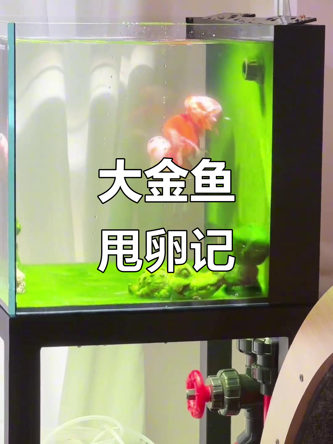兰寿金鱼甩卵大作战,清水绿苔下的繁殖奇迹
