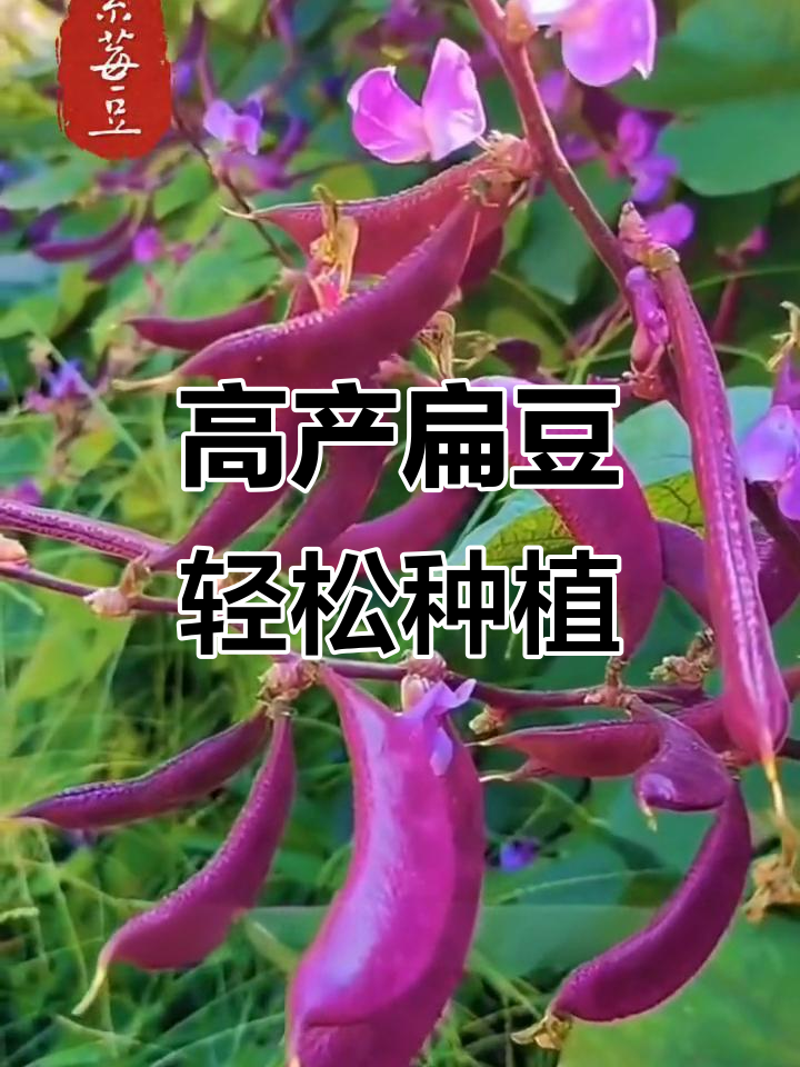 墙头种几颗霉豆,高产又美味!