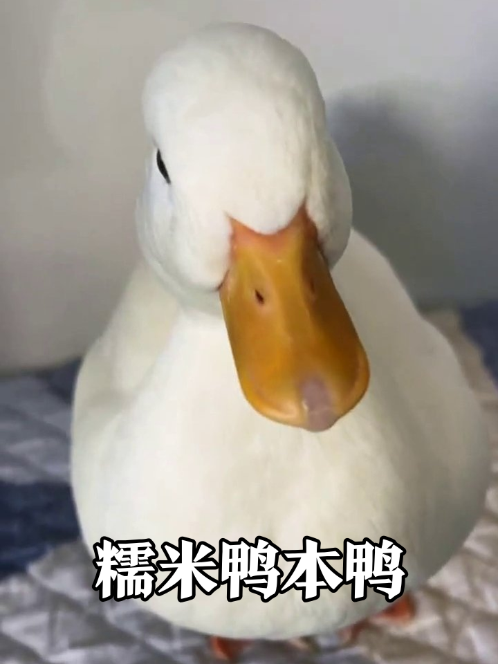 这鸭子是糯米捏的吧！rua一下直接变形