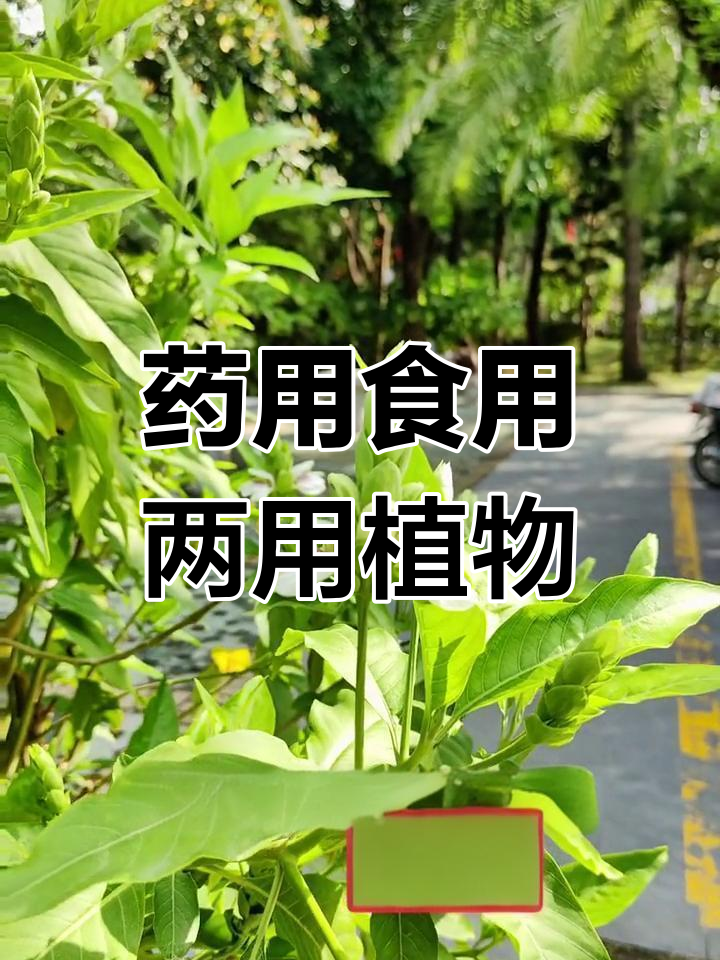 鸭嘴花:天然草药与美食之选