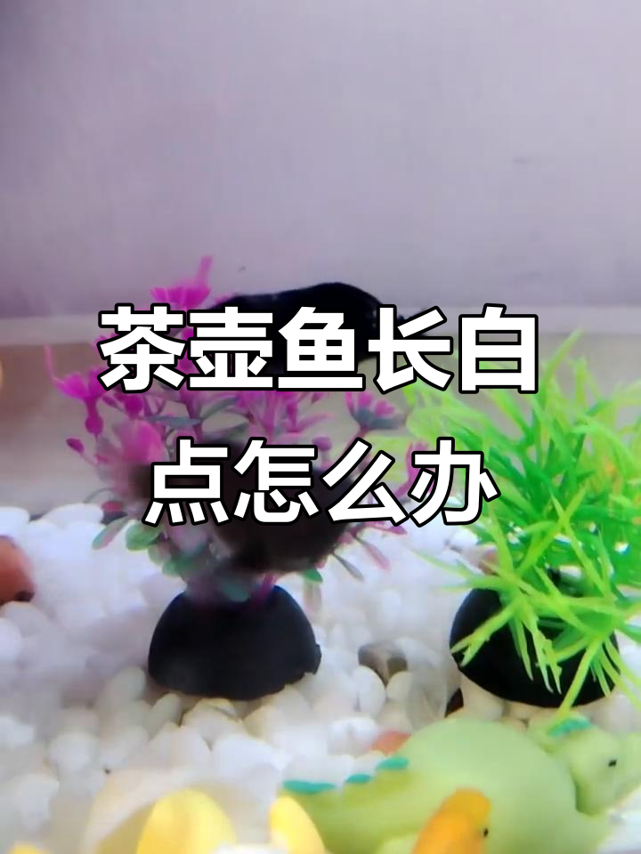 茶壶鱼身上长白点，像发霉了一样，盐消毒也没用