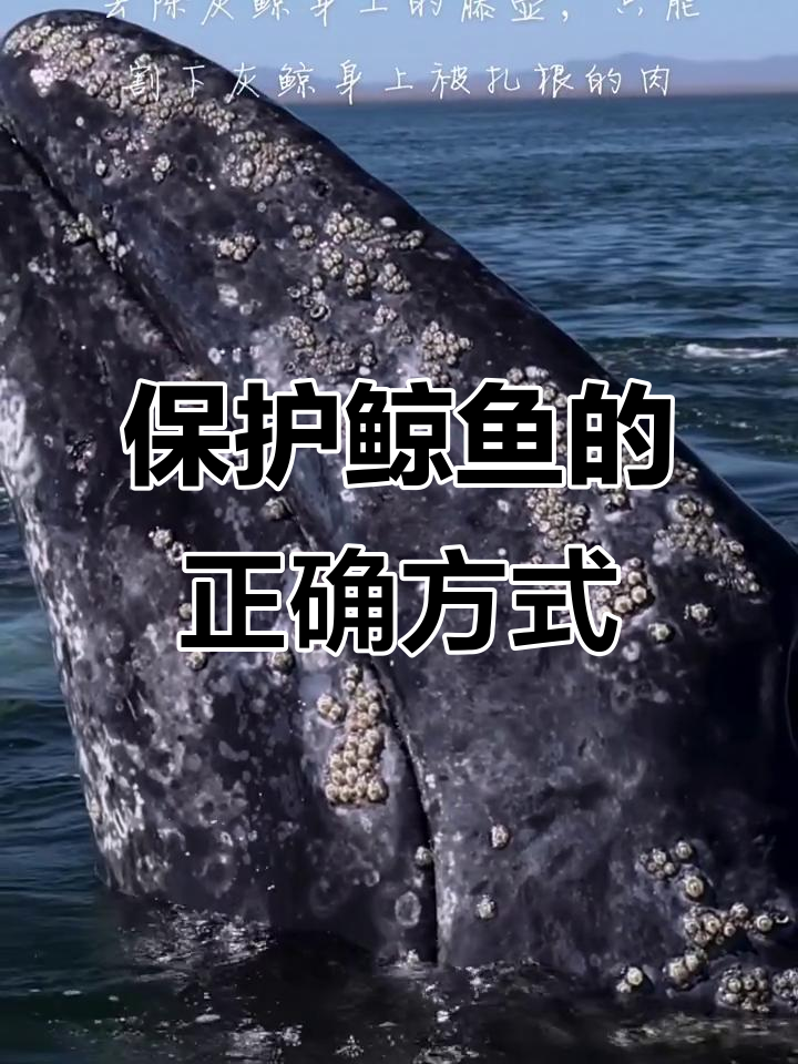 帮助鲸鱼清除藤壶反而可能加重伤害,最好顺其自然