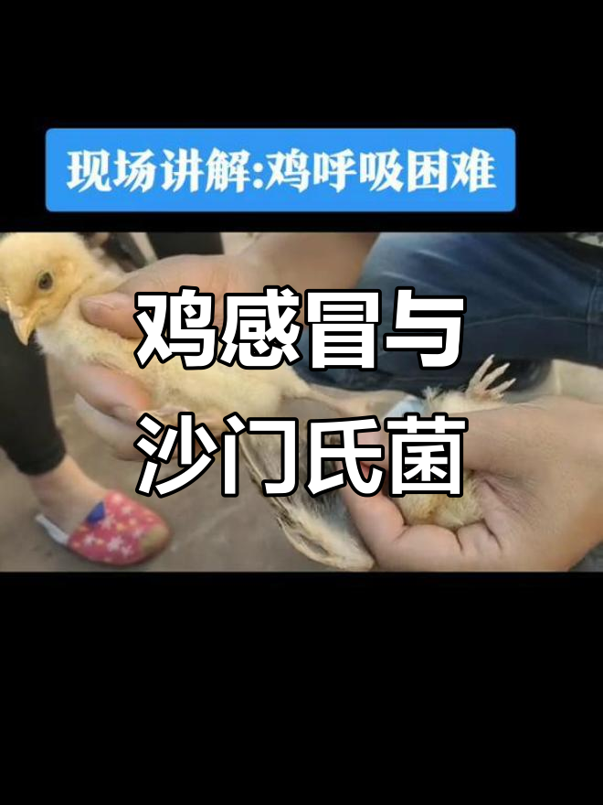 沙门氏菌感染,鸡感冒症状明显