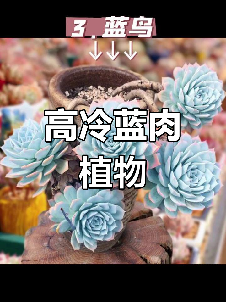 8种蓝色系多肉,清新高冷气质