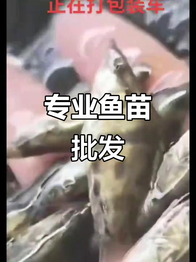 大型鱼苗养殖基地,品种齐全,技术跟踪指导