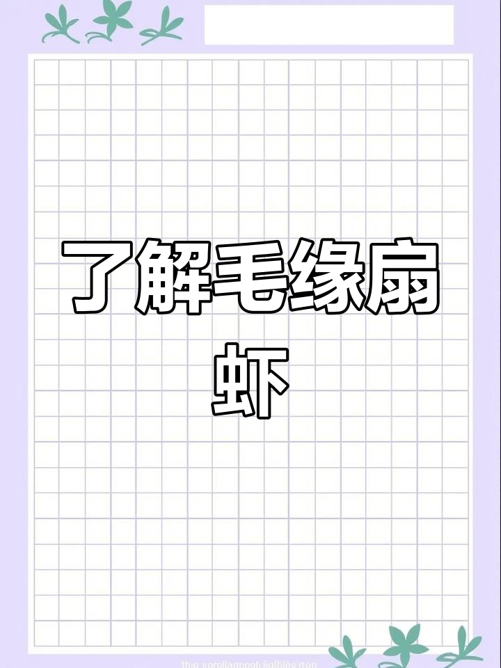 毛缘扇虾:海洋美味,低产却鲜美