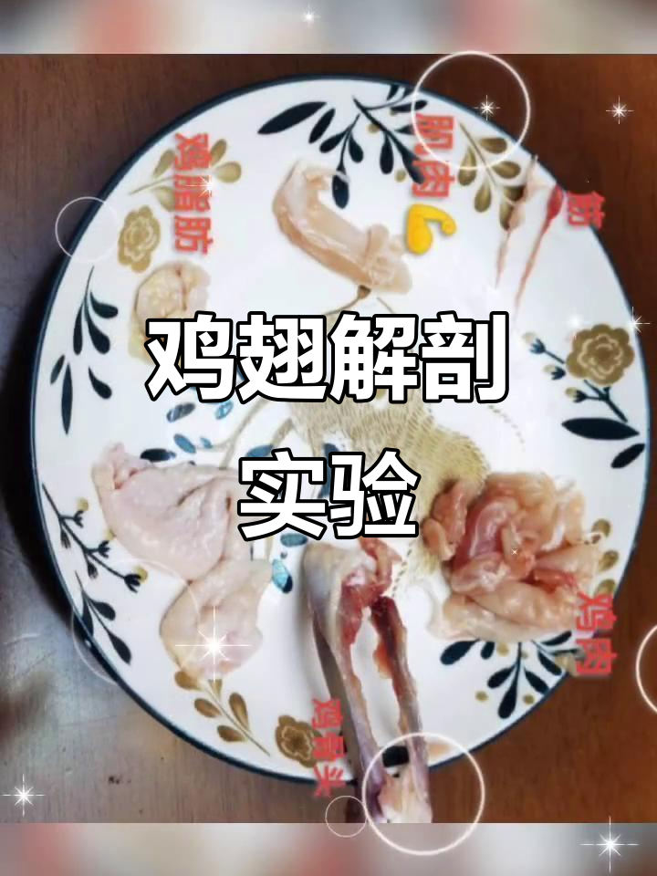 鸡翅解剖大揭秘,看看翅膀内部结构有多神奇