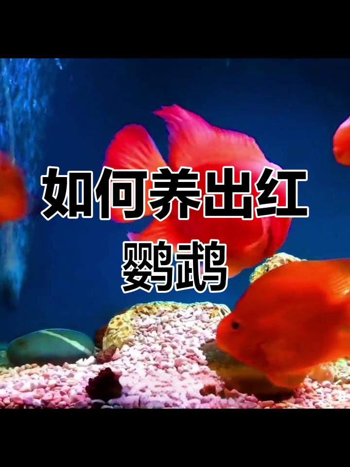 鹦鹉鱼增红技巧大揭秘