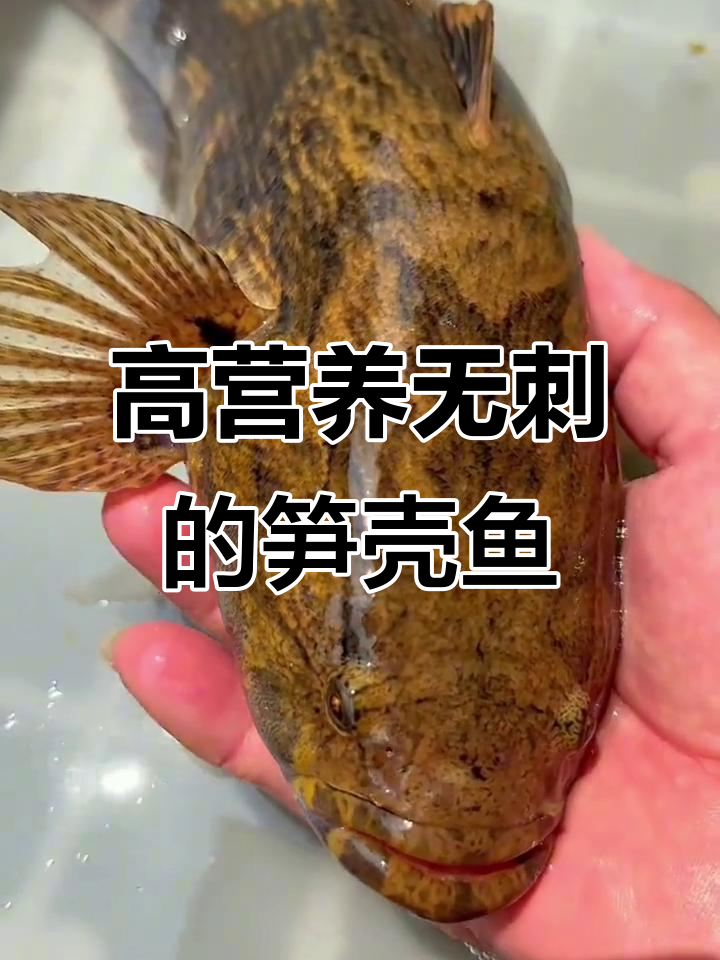 笋壳鱼：营养丰富，刺少适合老人小孩孕妇