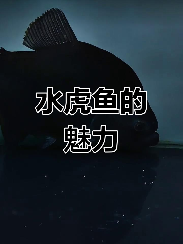 秘鲁普黑:水虎鱼中的精英