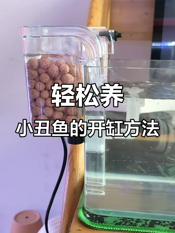 小丑鱼开缸全攻略,最简单的方法让它们健康成长