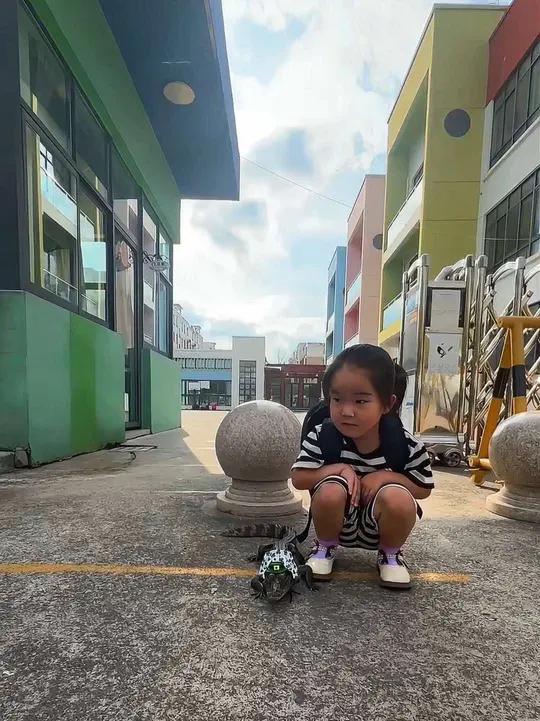 爸爸:老师不让我进教室了 开学前的精神状态小女孩带鳄鱼去上学幼儿园萌娃和萌宠晗君