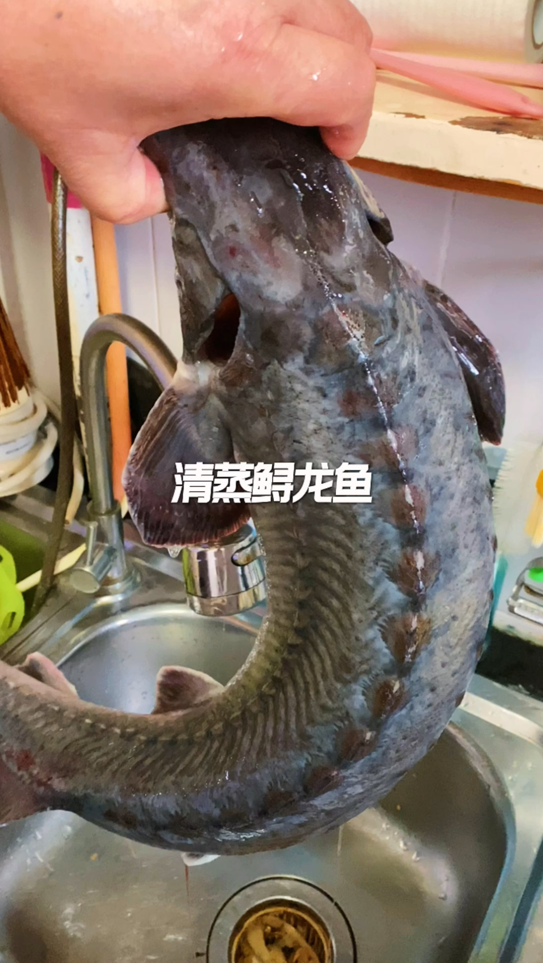 清蒸家庭版鲟龙鱼做法