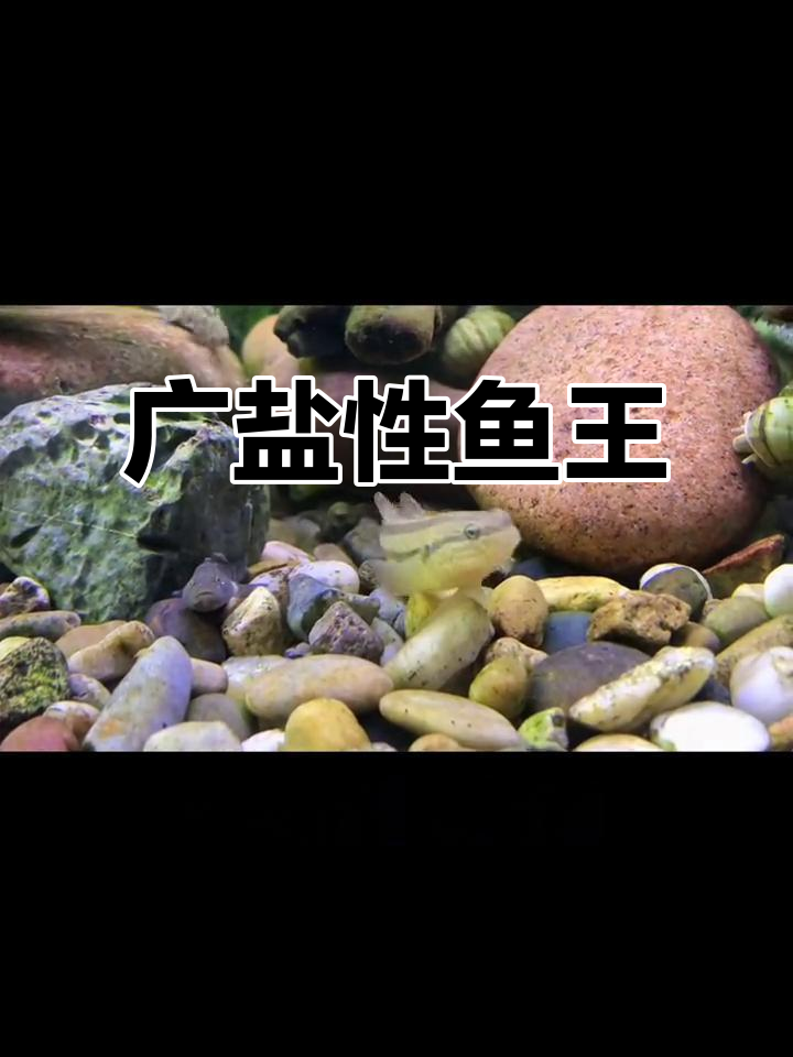 纹缟虾虎,淡水与海水皆宜,凶猛无比