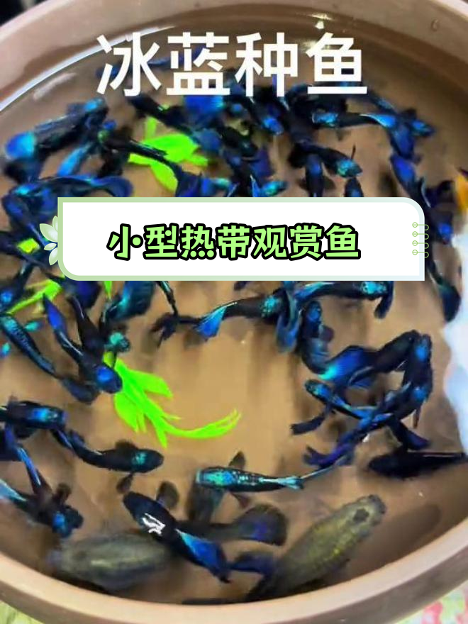 莫斯科蓝孔雀鱼,美丽水族世界