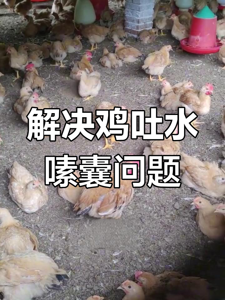 鸡群腺肌胃炎症状与解决方案